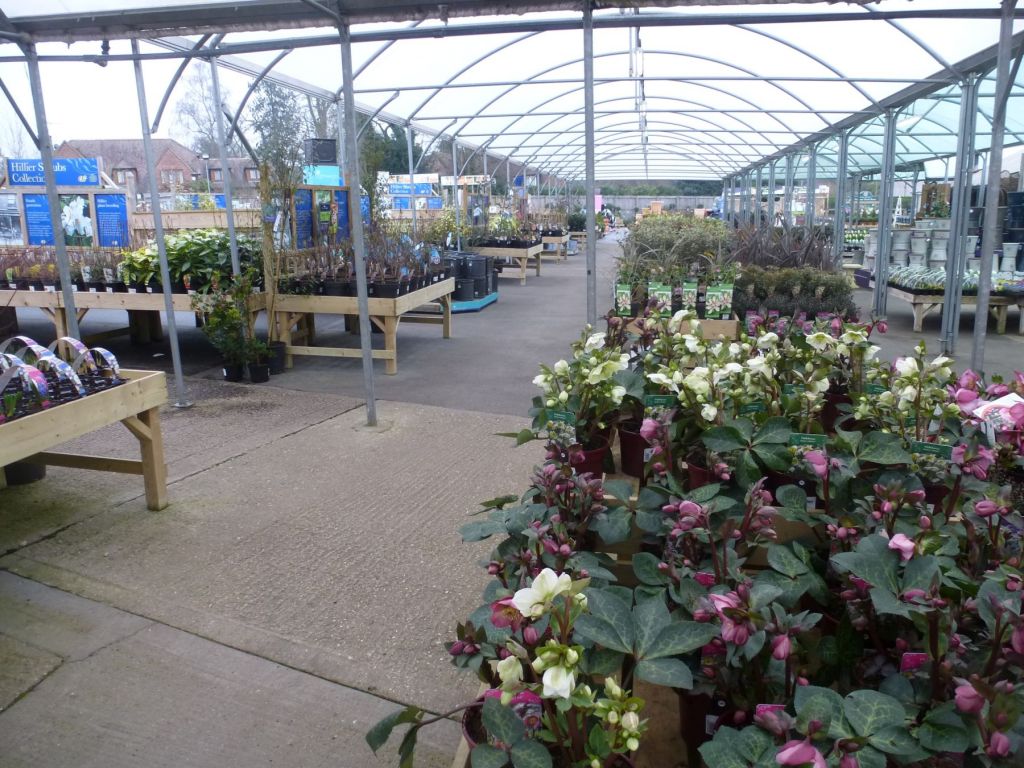 Gardenforum Headlines - Revitalised Hillier is ready to expand