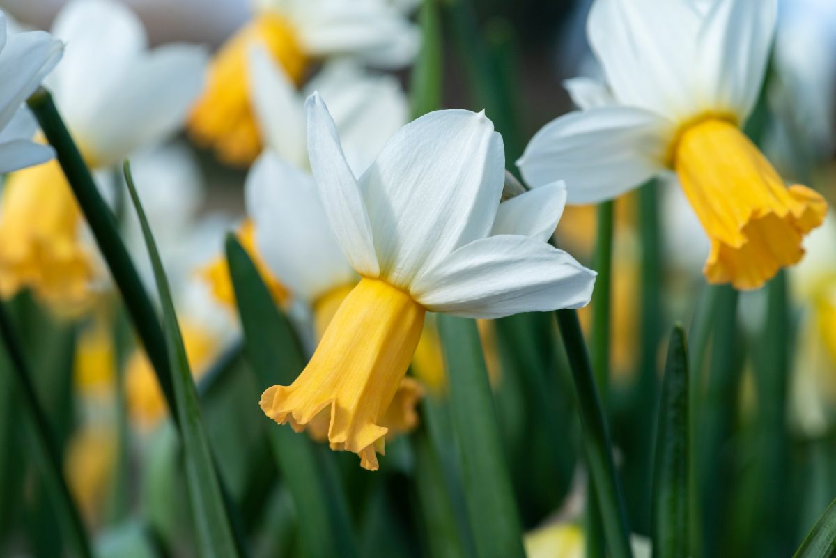 Daffodil Bulbs: RHS Unveil 12 Award-Winning Varieties For Gardens