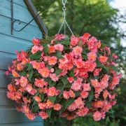 Begonia Sweet Spice - all royalties go to the Colegrave Seabrook Foundation