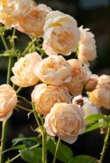 Dannahue®, a captivating apricot, fruity-scented English rose