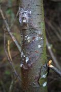 Phytopthora pluvialis lesions on a tree stem. Credit: Forest Research. 