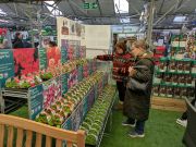 strong early plant sale
