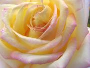The ‘Peace’ rose