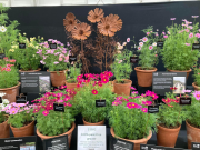 Last years Chelsea Cosmos display