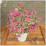 Hydrangea serrata ‘Euphoria Pink’