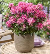 Rhododendron 'Pink Star'